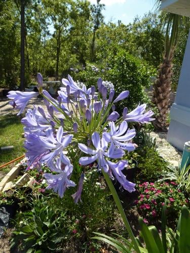 Jane's Garden: Pretty African agapanthus beautifies many places | Home and  Outdoor Living | chronicleonline.com