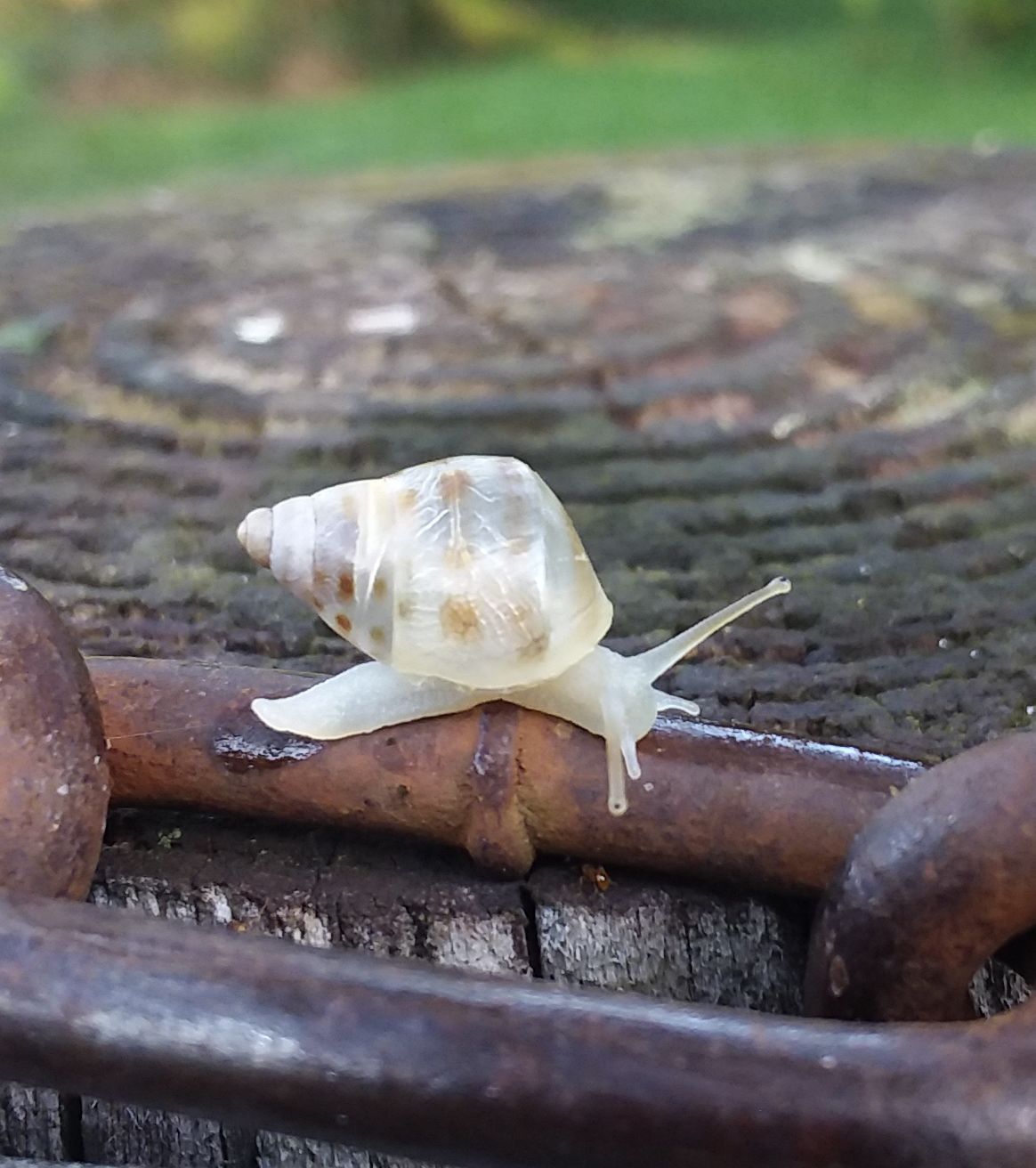 Snail Isn T A Threat Don T Eat The Mushrooms Real Estate
