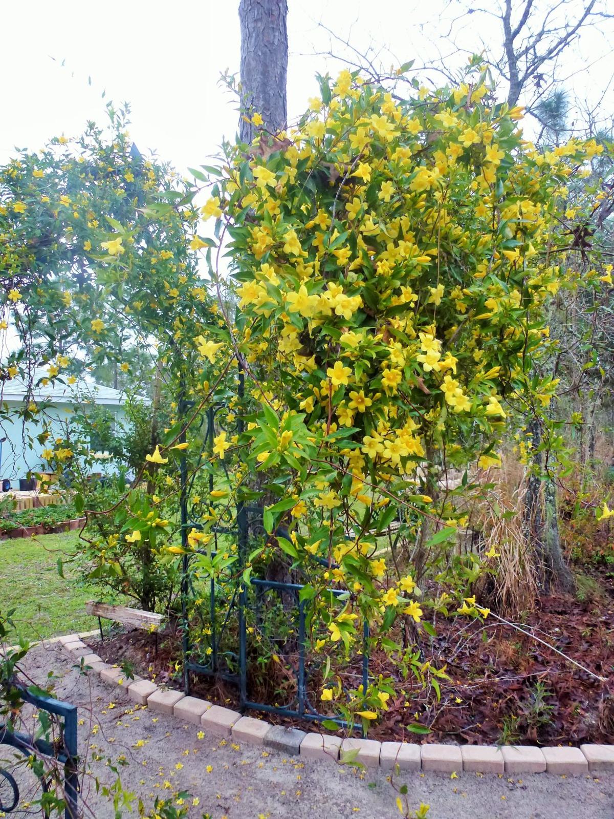 Carolina Jessamine Vine For Winter Real Estate Chronicleonline Com