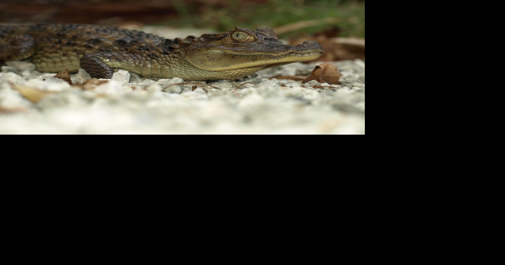 Invasive caiman may pose new challenges for Everglades restoration