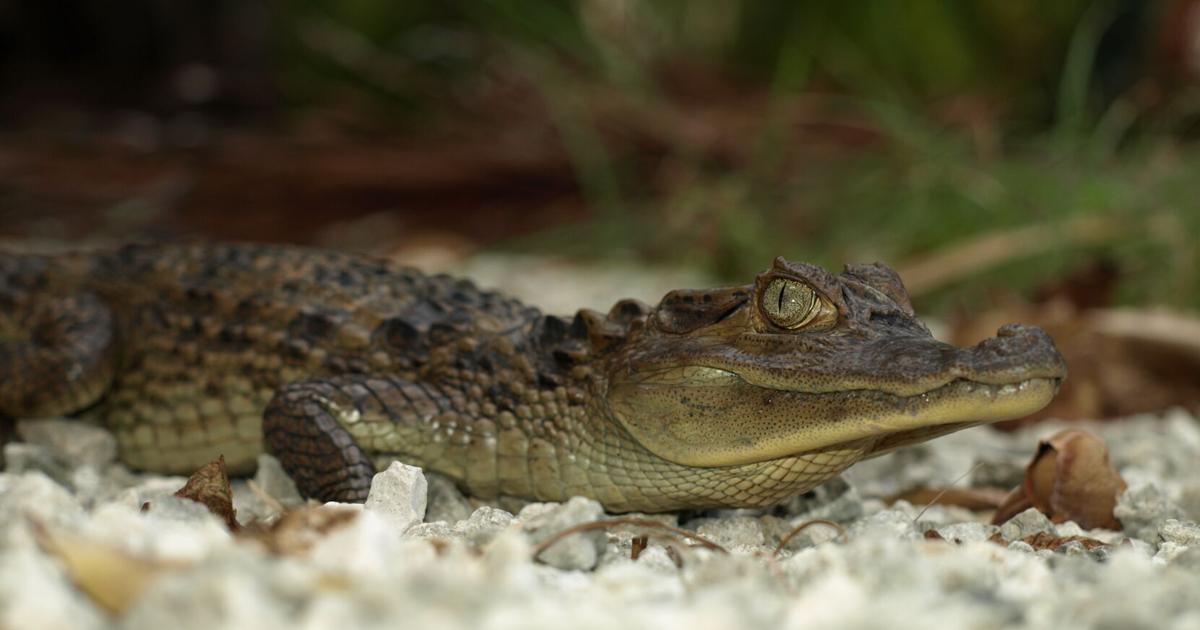Invasive caiman may pose new challenges for Everglades restoration