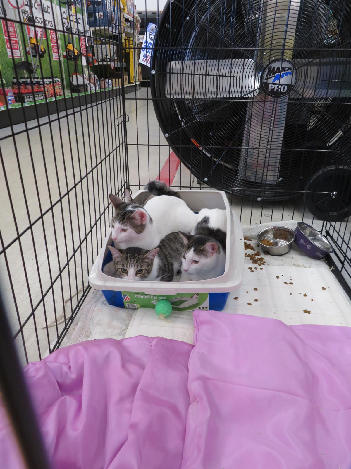 Tractor Supply in Homosassa stages annual Out Here with Animals News