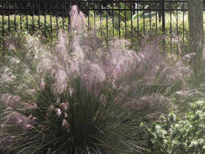 Best Florida Grass to Plant As a Seed: Top Choices for Lush Lawns