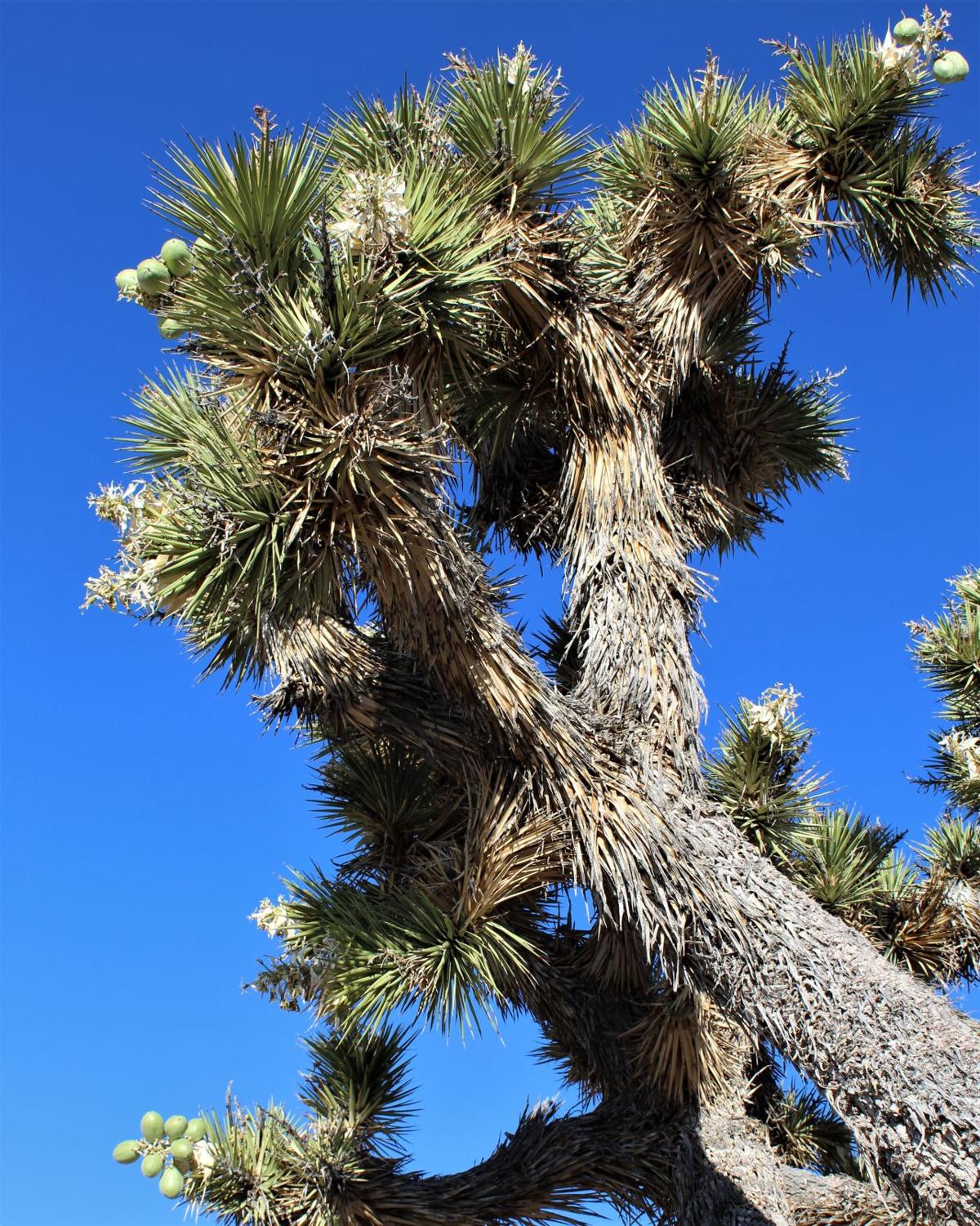 Three native Yuccas in Florida Real Estate