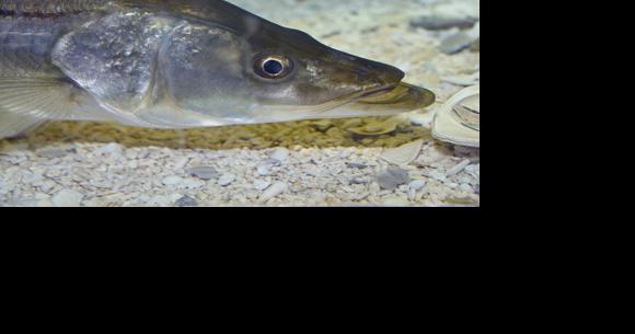 FWC snook regional management virtual workshop postponed due to Idalia - Vimarsana News