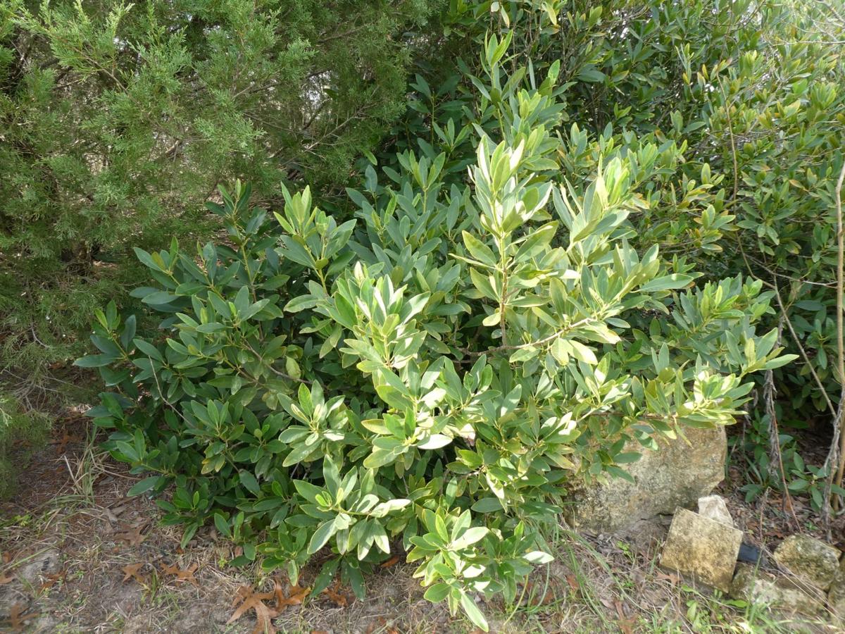 Propagating Threatened Yellow Anise Real Estate Chronicleonline Com