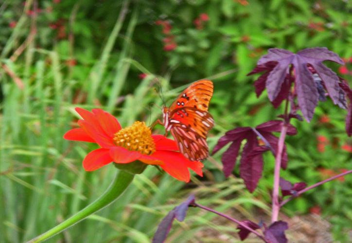 CC Gulf fritillary butterfly.jpg