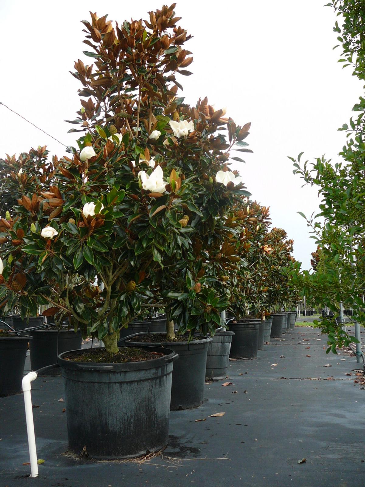 Southern Magnolia Home And Outdoor Living Chronicleonline Com