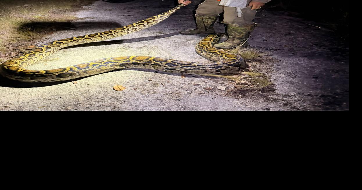 280 invasive pythons removed during 2026 Florida Python Challenge ...