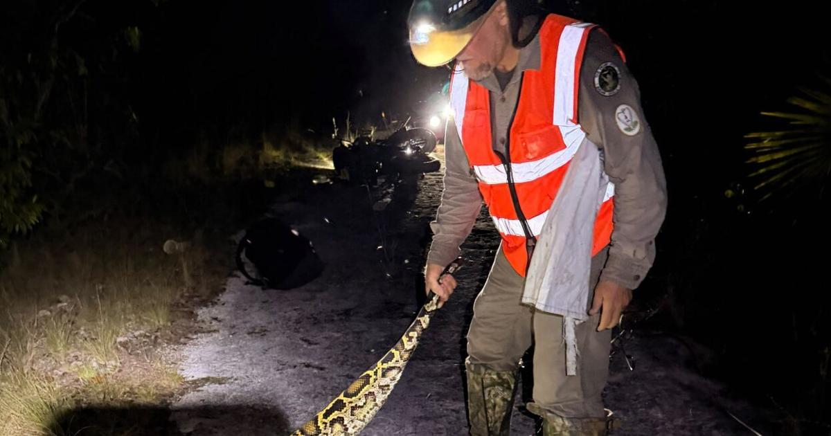 280 invasive pythons removed during 2026 Florida Python Challenge ...
