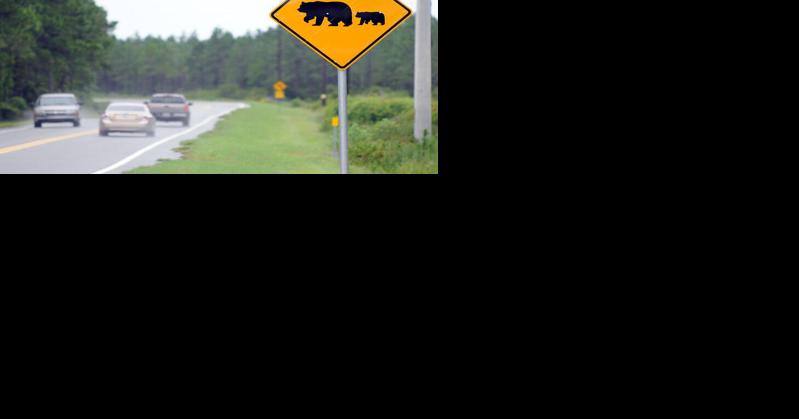 Florida wildlife officials urge BearWise practices as black bears become more active in Fall - Vimarsana News