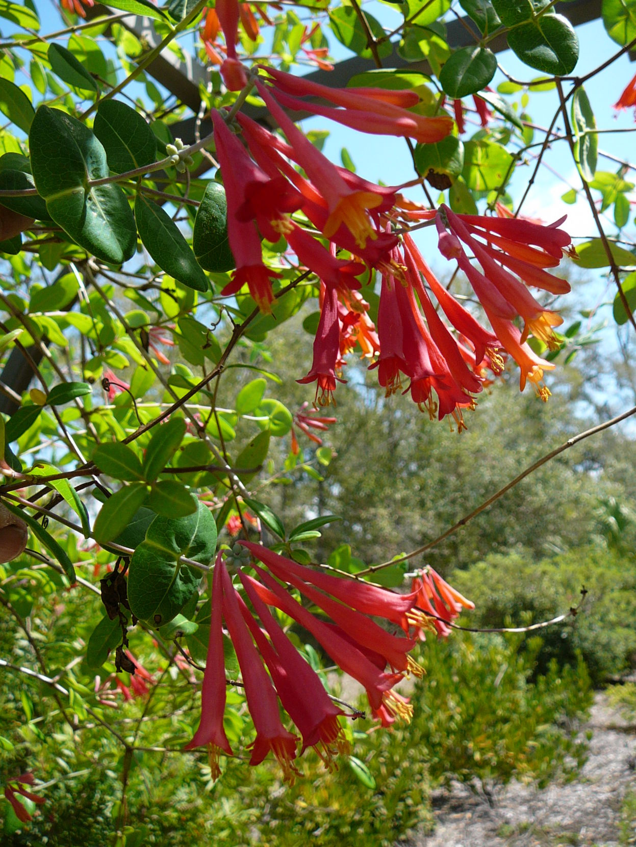 Coral Honeysuckle Attracts Hummingbirds Real Estate Chronicleonline Com   5c4a9230d4799.image 