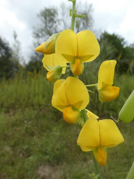 Crotalaria Rattlebox Species In Florida Real Estate Chronicleonline Com
