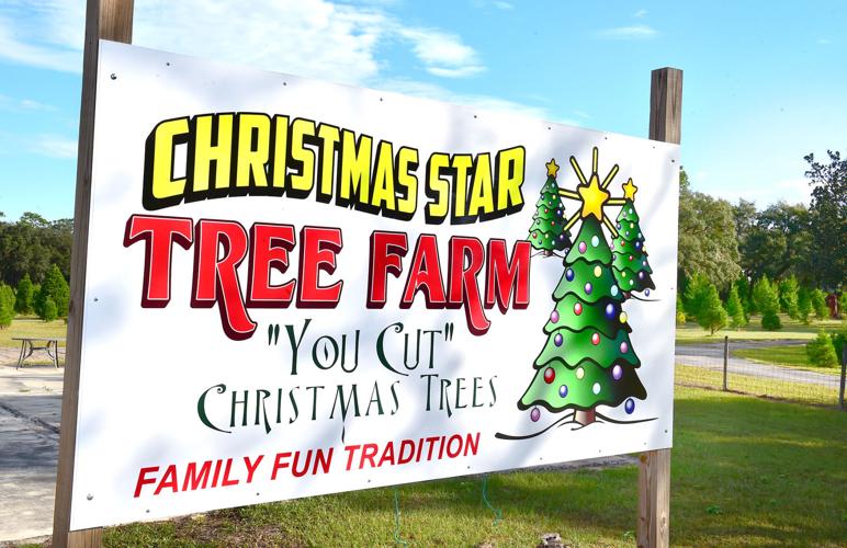 Cut your own tree, make your own fun family memories next two weekends