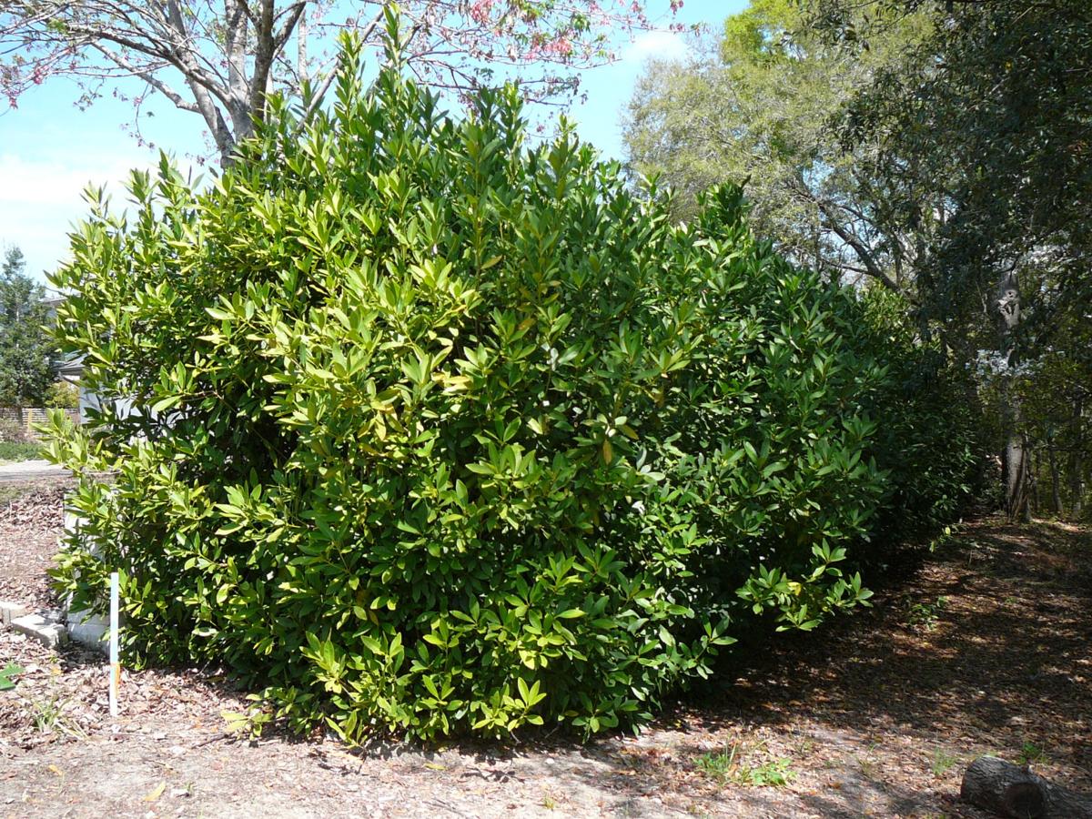 Propagating Threatened Yellow Anise Real Estate Chronicleonline Com