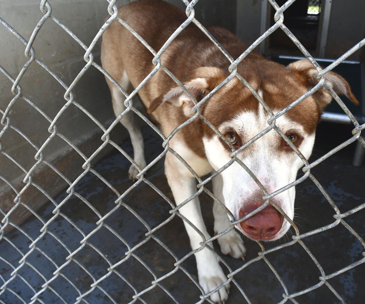 County nixes fiveday hold rule for aggressive dogs