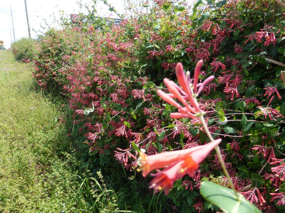 Coral Honeysuckle Attracts Hummingbirds Real Estate Chronicleonline Com