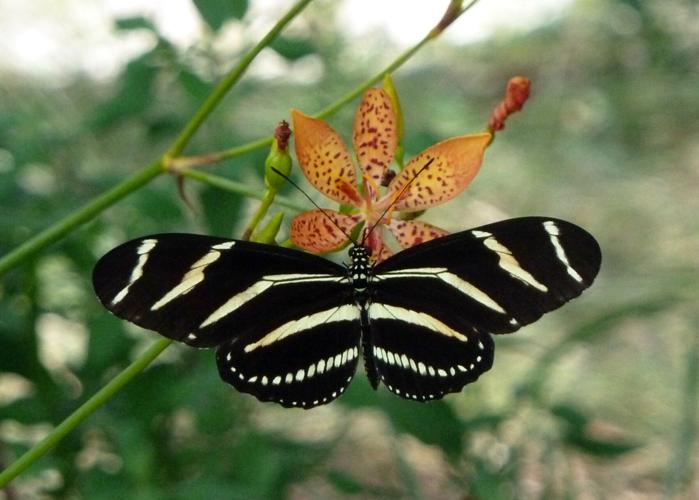 Where do butterflies go in the winter? - The Stanislaus Sprout - ANR Blogs