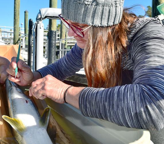 Snook study: Collaborative research key to healthy fishery | Local News ...
