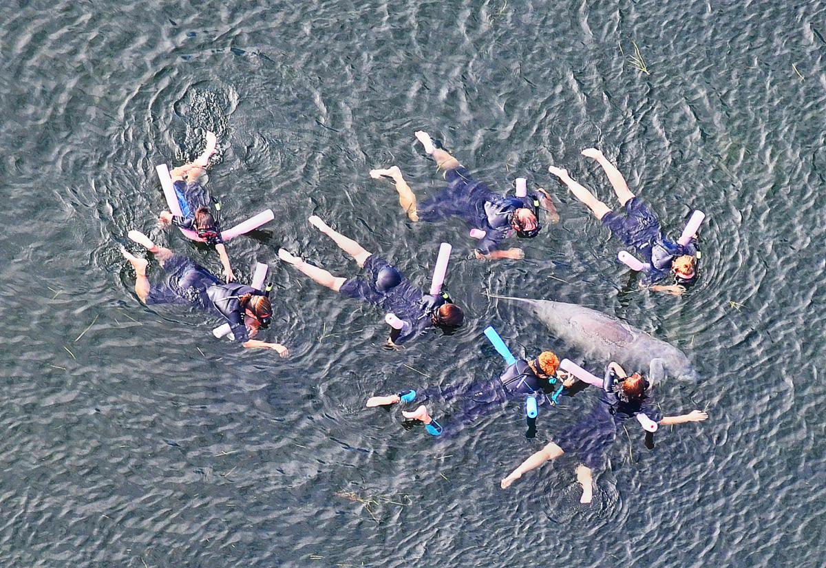 Tis The Manatee Season Crystal River Us Fish Wildlife Prep For Marine Mammals Tourists News Chronicleonline Com