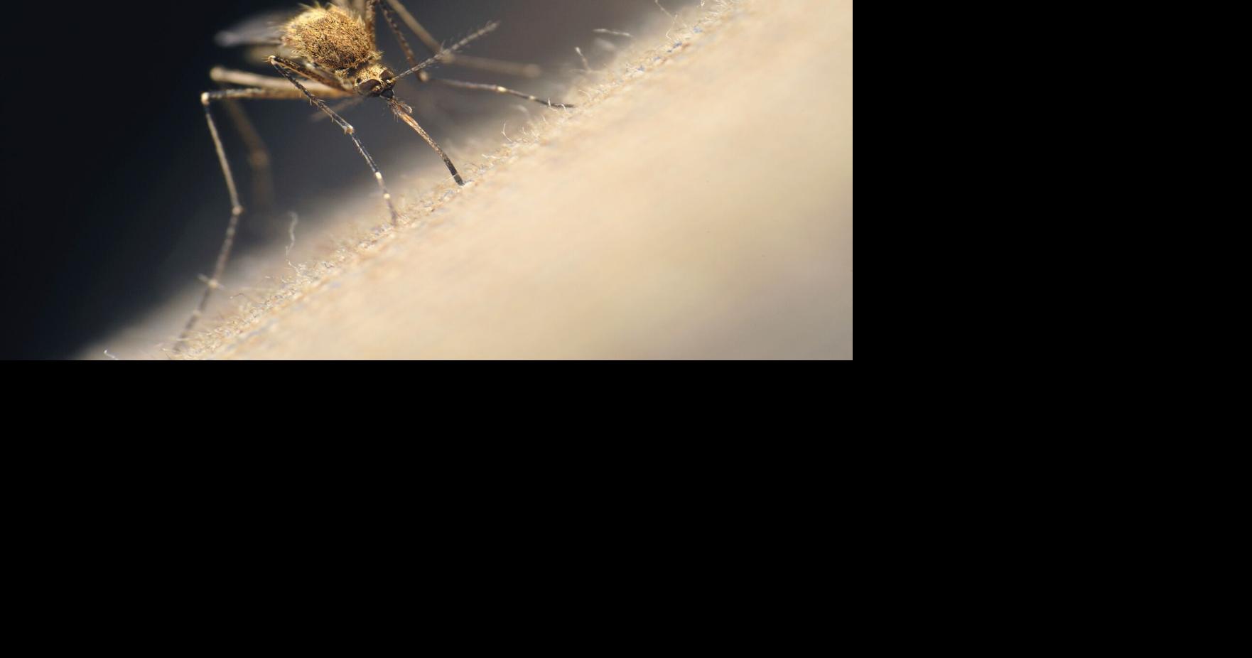 At war — with mosquitoes? ‘Bite Back' CC Mosquito Control to talk about “biting back,” Aug. 31