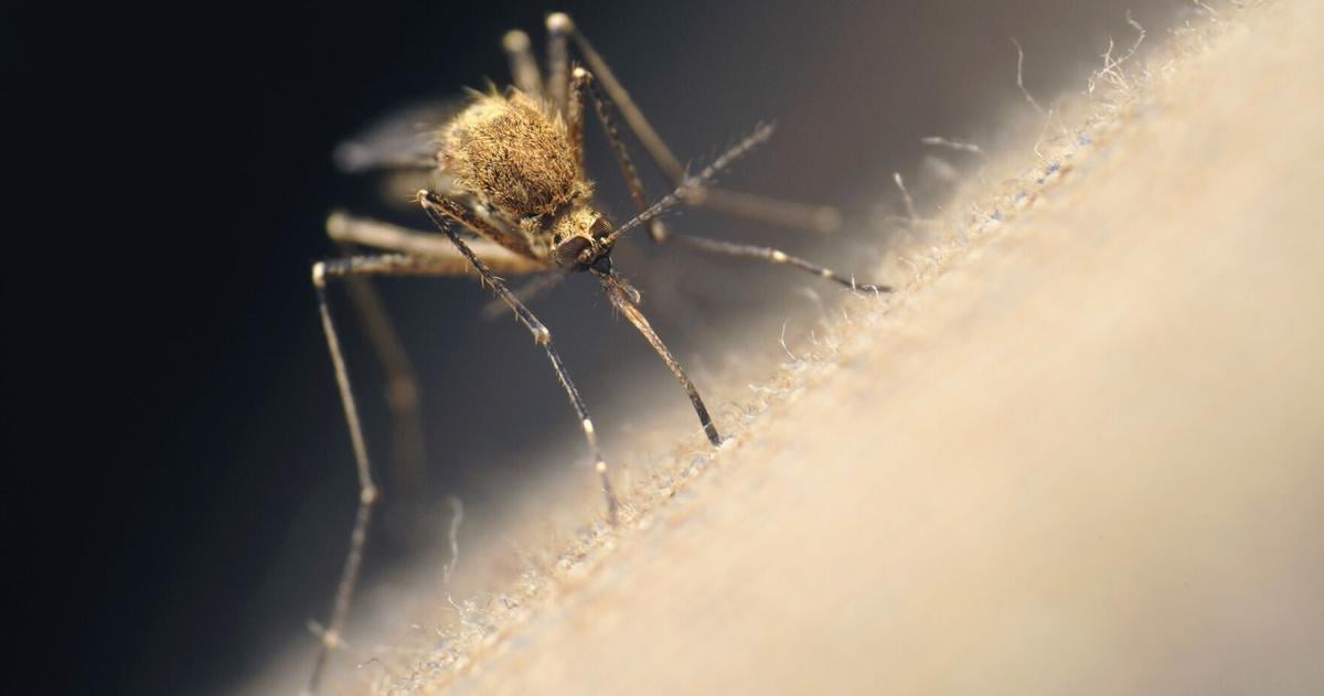 At war — with mosquitoes? ‘Bite Back' CC Mosquito Control to talk about “biting back,” Aug. 31