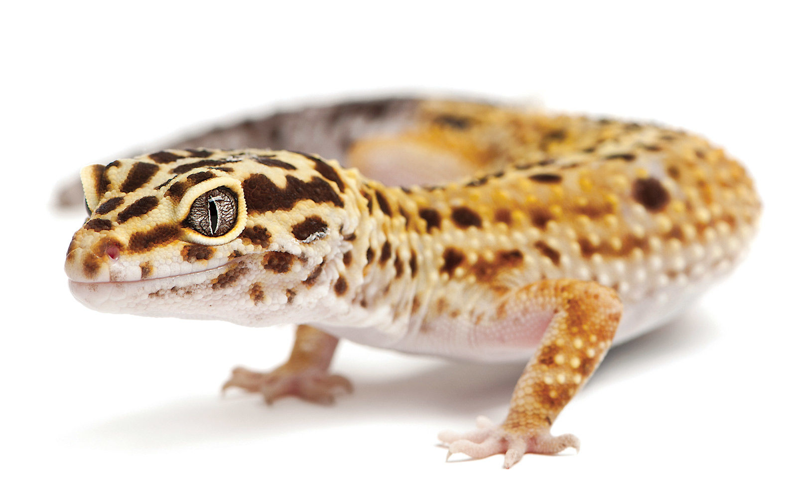 3 Kinds Of Lizards That Make Great Pets | Lifestyle | Chronicleonline.com