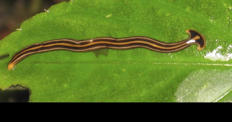 Weird worms threaten our garden friends | Lifestyle | chronicleonline.com