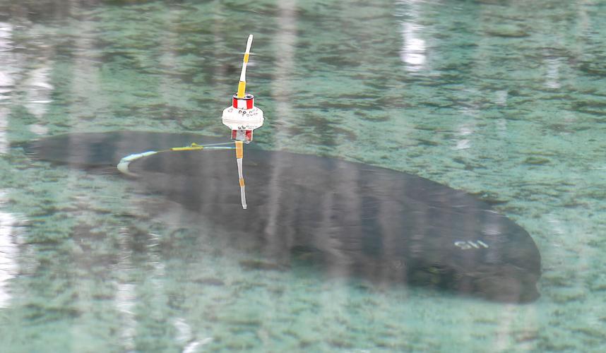 Manatees returned to the wild | Local News | chronicleonline.com
