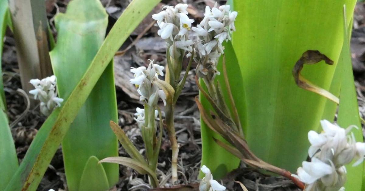 Jane’s Garden: Lawn Orchid in Florida | Home and Outdoor Living Jane’s Garden: Lawn Orchid in Florida | Home and Outdoor Living