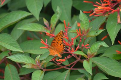 Mexican firebush adds a pop of butterfly-attracting color ...