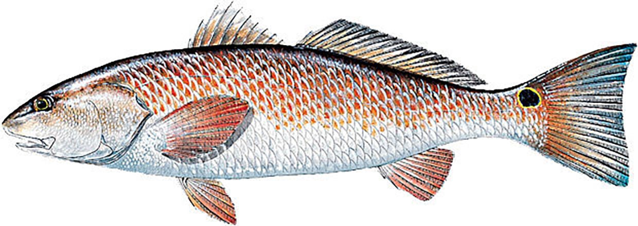 FWC proposes changes to state's rules on redfish angling