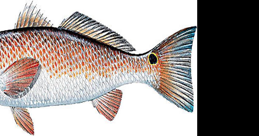 FWC to host redfish workshops for public input over proposed