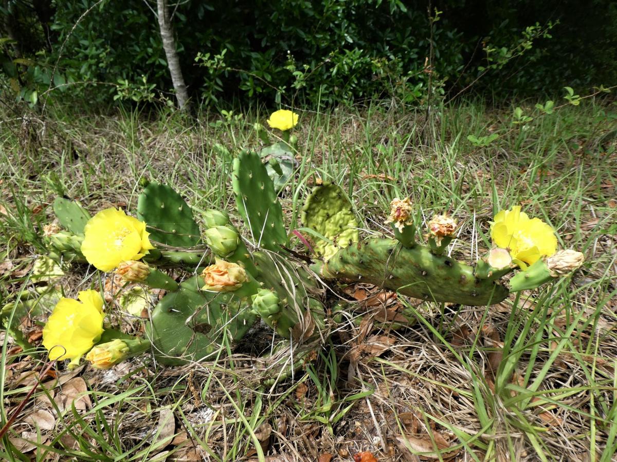 Opuntia Prickly Pear Cactus Real Estate Chronicleonline Com