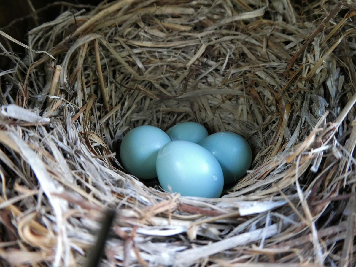 Eastern Bluebirds And Thrush Species In Florida Real Estate Chronicleonline Com