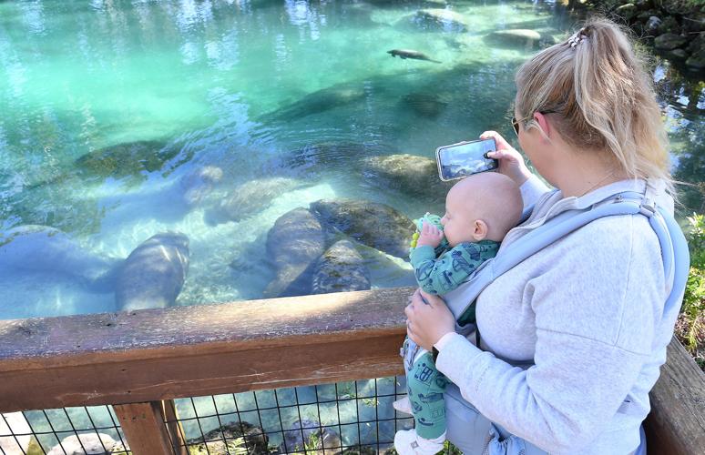 Five manatees released into the wild | Local News | chronicleonline.com