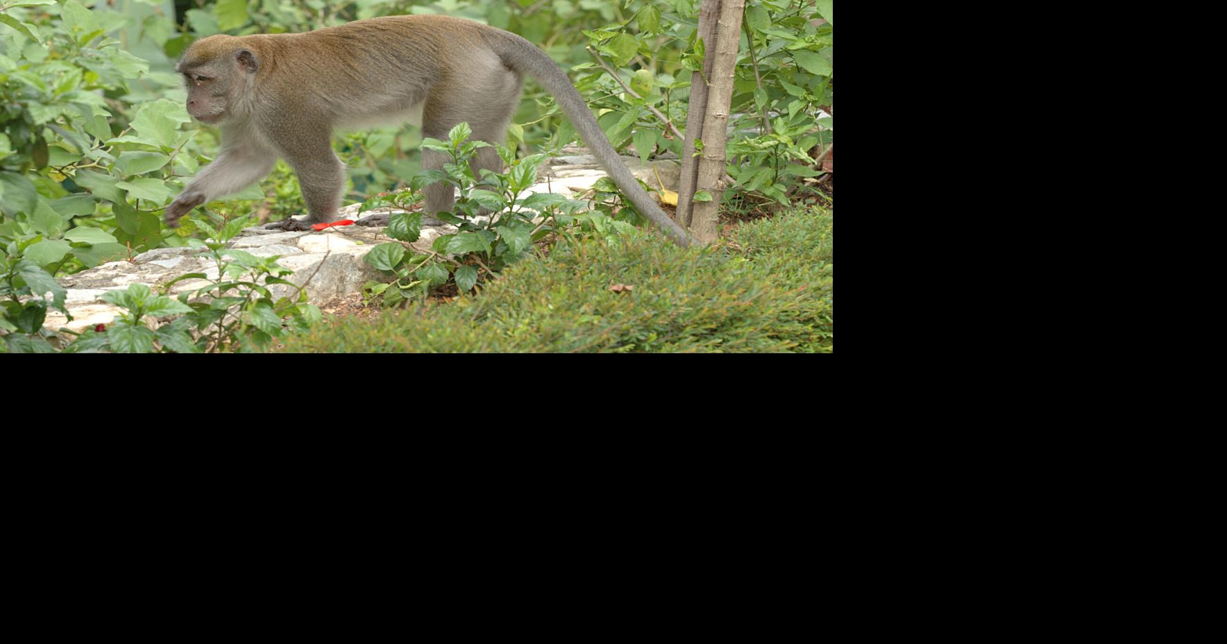 First-of-its-kind study identifies top Invasive species threats to ...