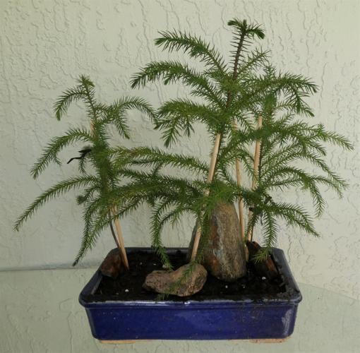 Jane S Garden Norfolk Island Pine Is An Araucaria Species Lifestyle Chronicleonline Com