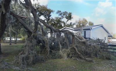 Stormy Winds Shake Up Citrus County Knocks Down Trees Power Lines Local News Chronicleonline Com