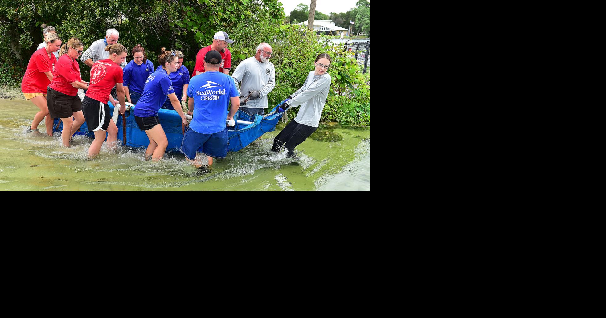 Manatees returned to the wild | Local News | chronicleonline.com