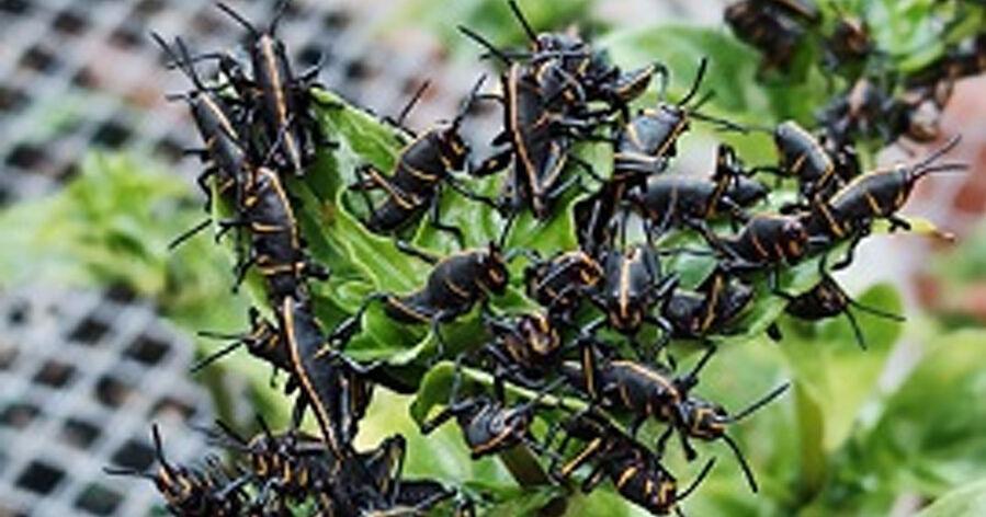 Is there such a thing as a 'bad' bug? | Home and Outdoor Living ...