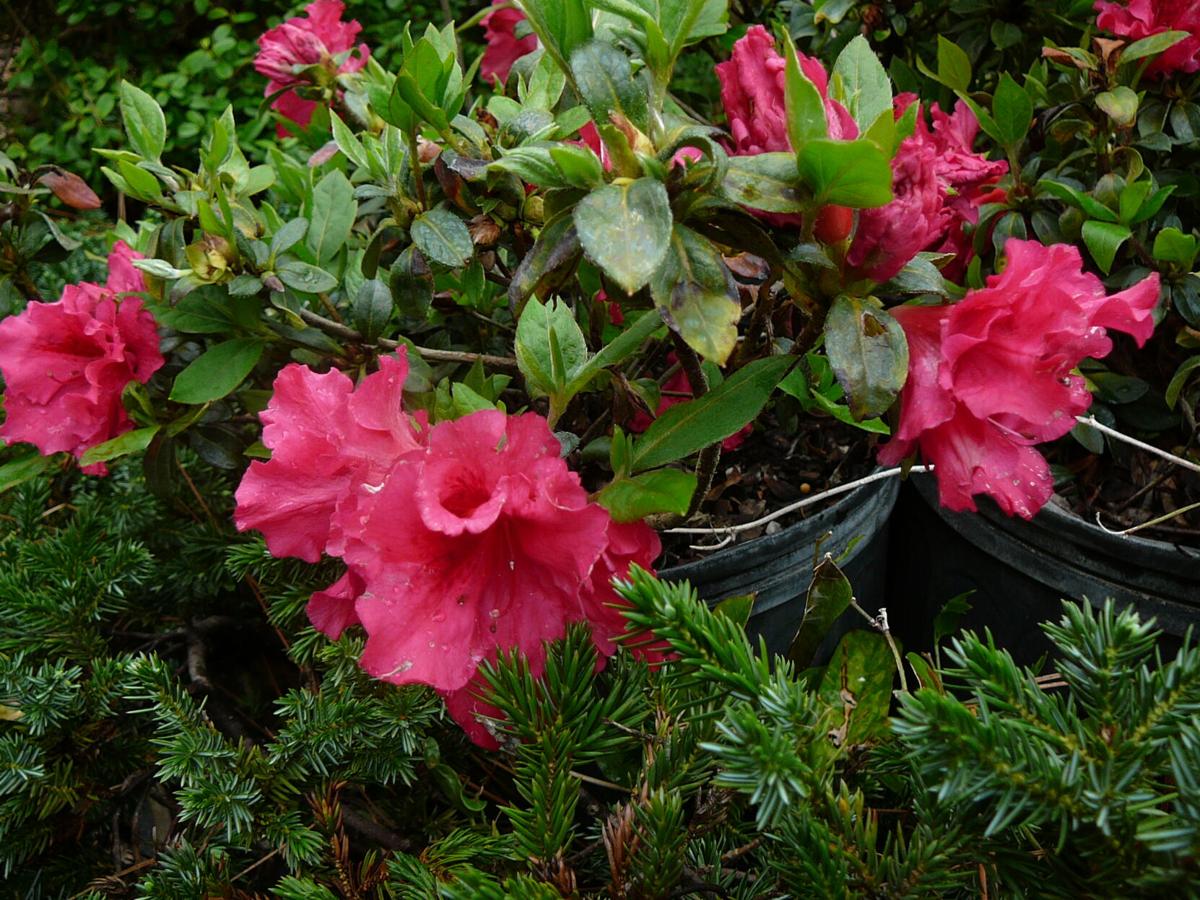Rhododendron Azaleas In Central Florida Home And Outdoor Living Chronicleonline Com