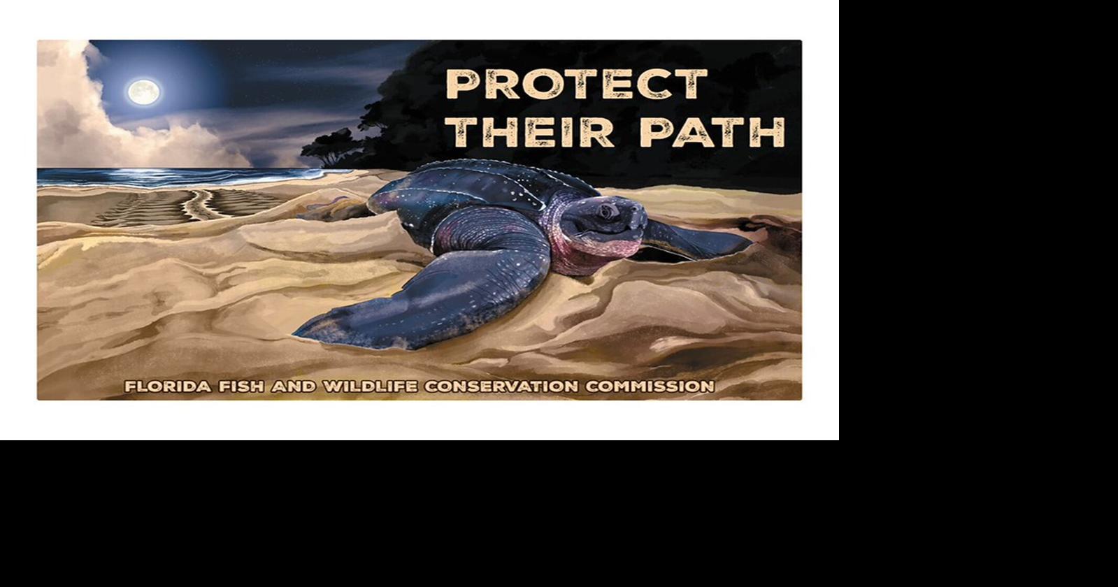 Florida Highlights record year for leatherback sea turtles with new decal