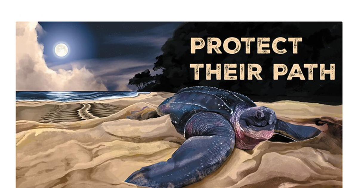 Florida Highlights record year for leatherback sea turtles with new decal