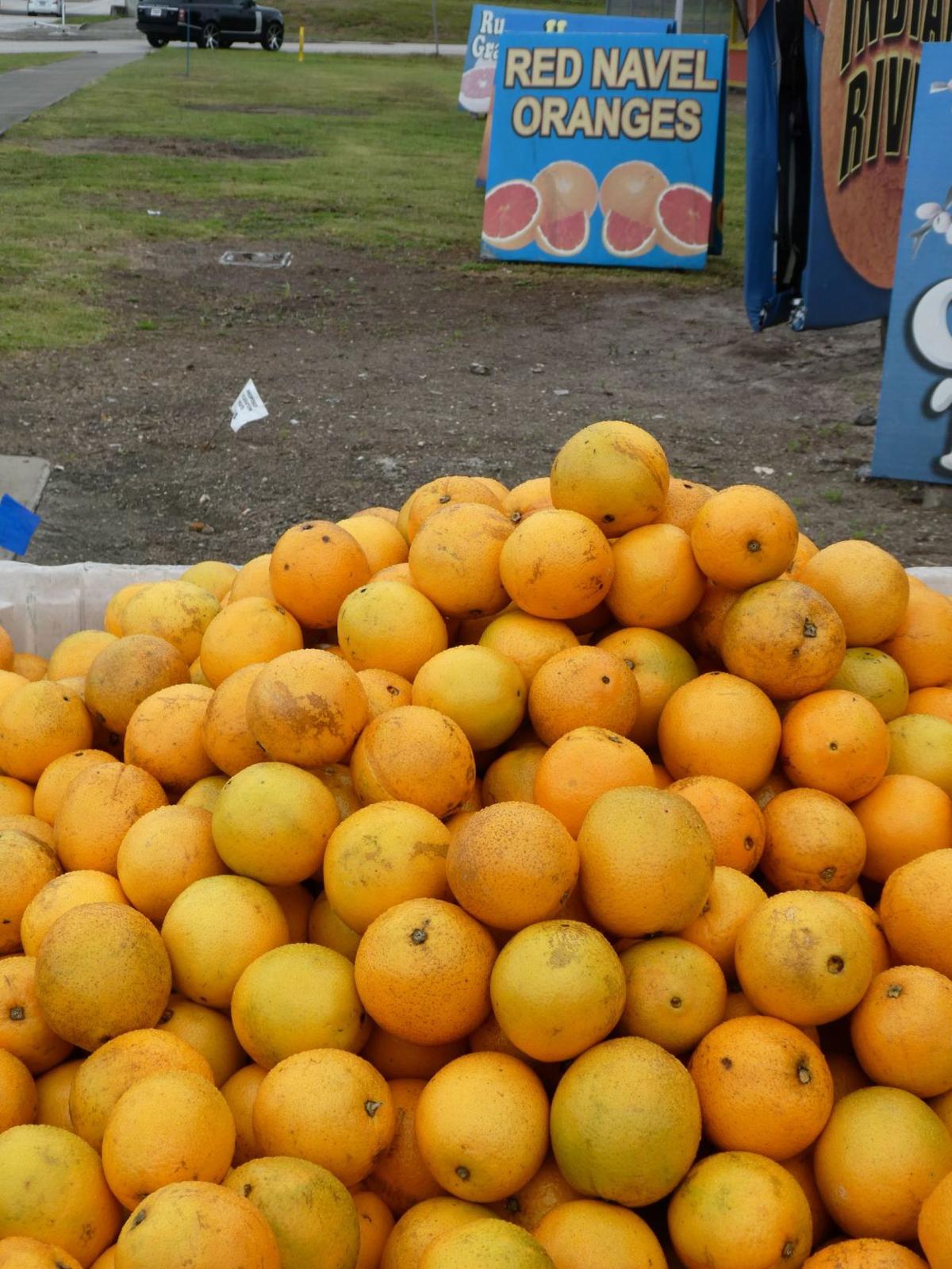 Cold hardy citrus trees for Central Florida Real Estate