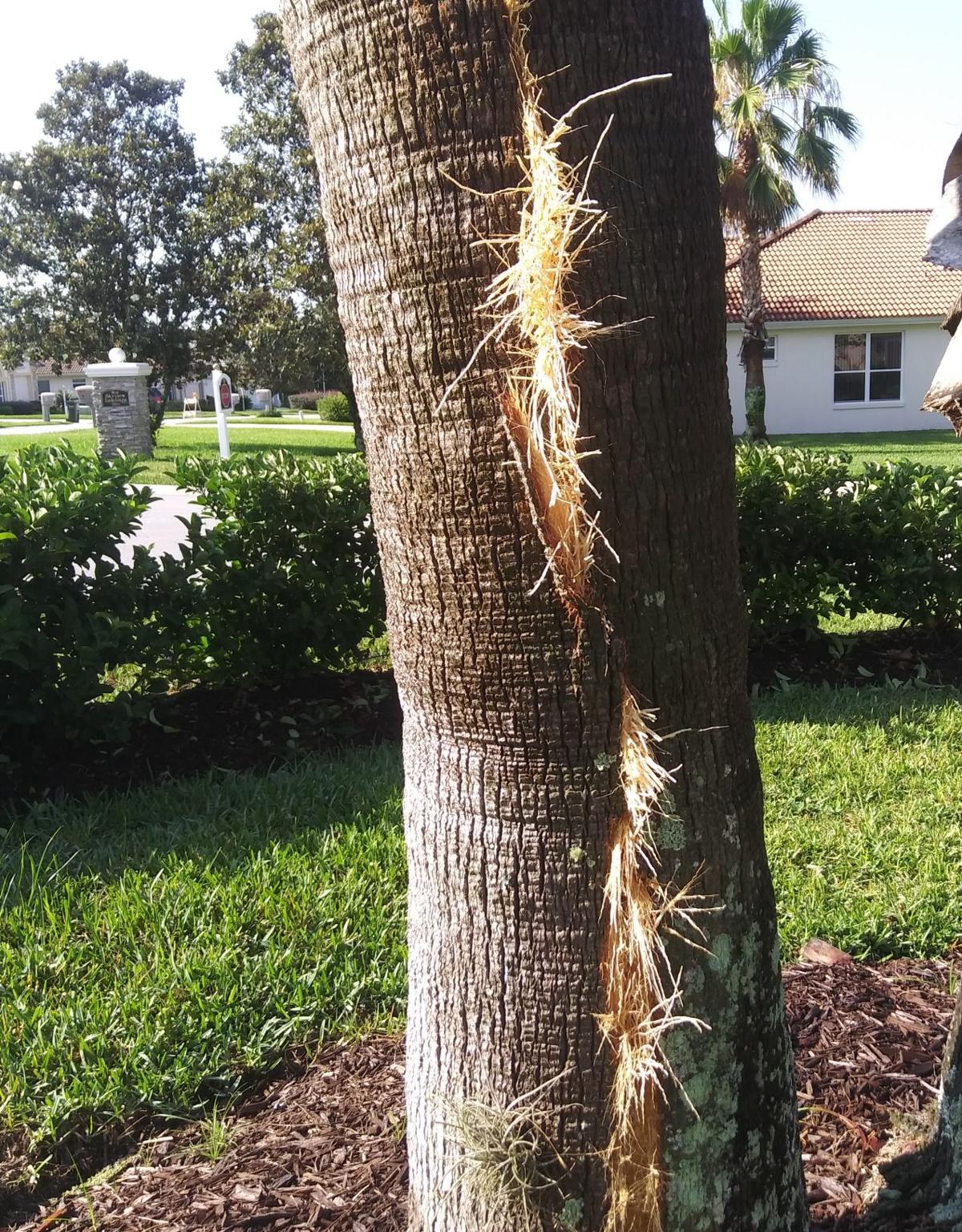 Lightning Strike Splits Palm Tree Local News 