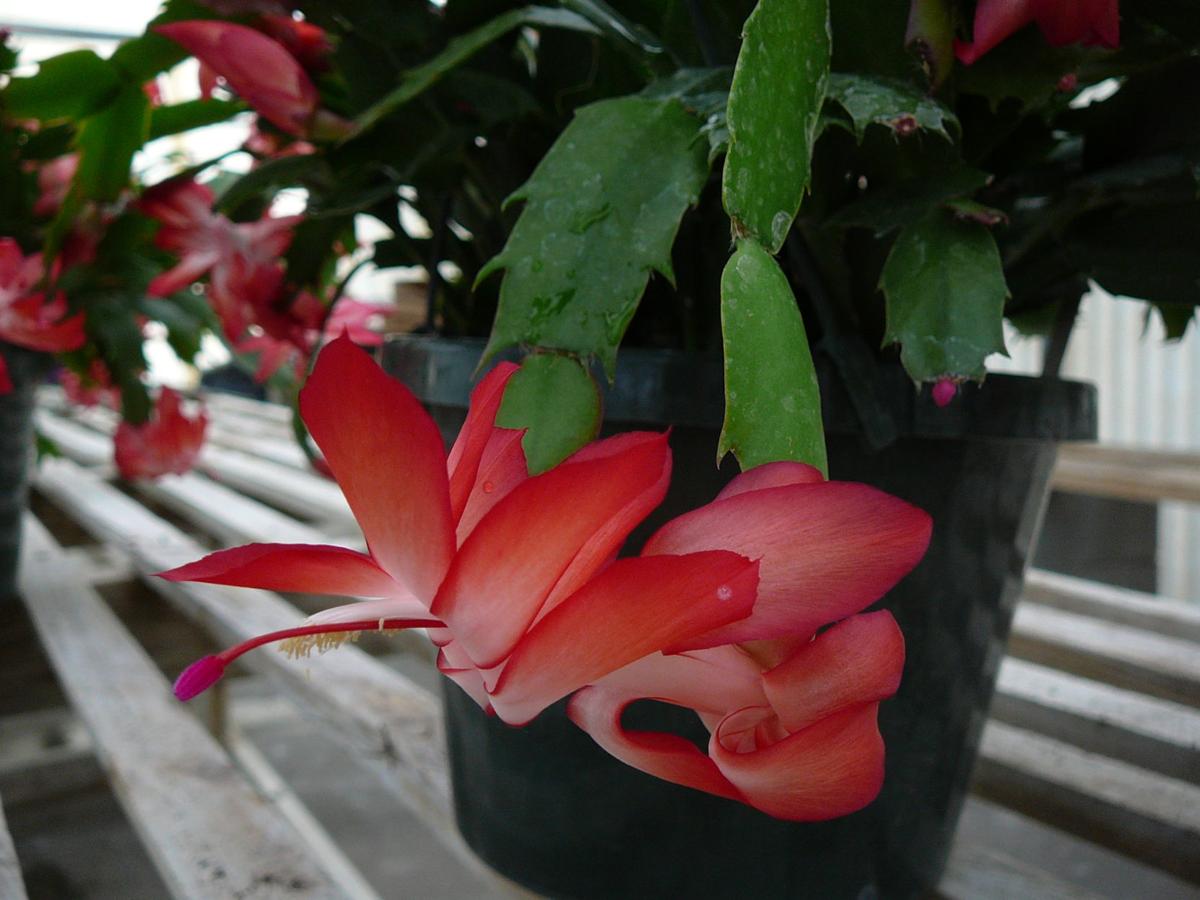 Mandevilla A Flowering Sub Shrub Vine Real Estate