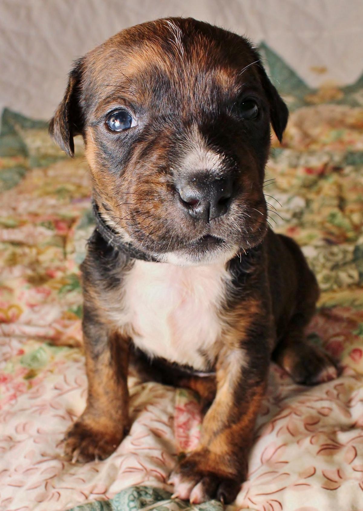 Inverness animal rescue draws attention Local News