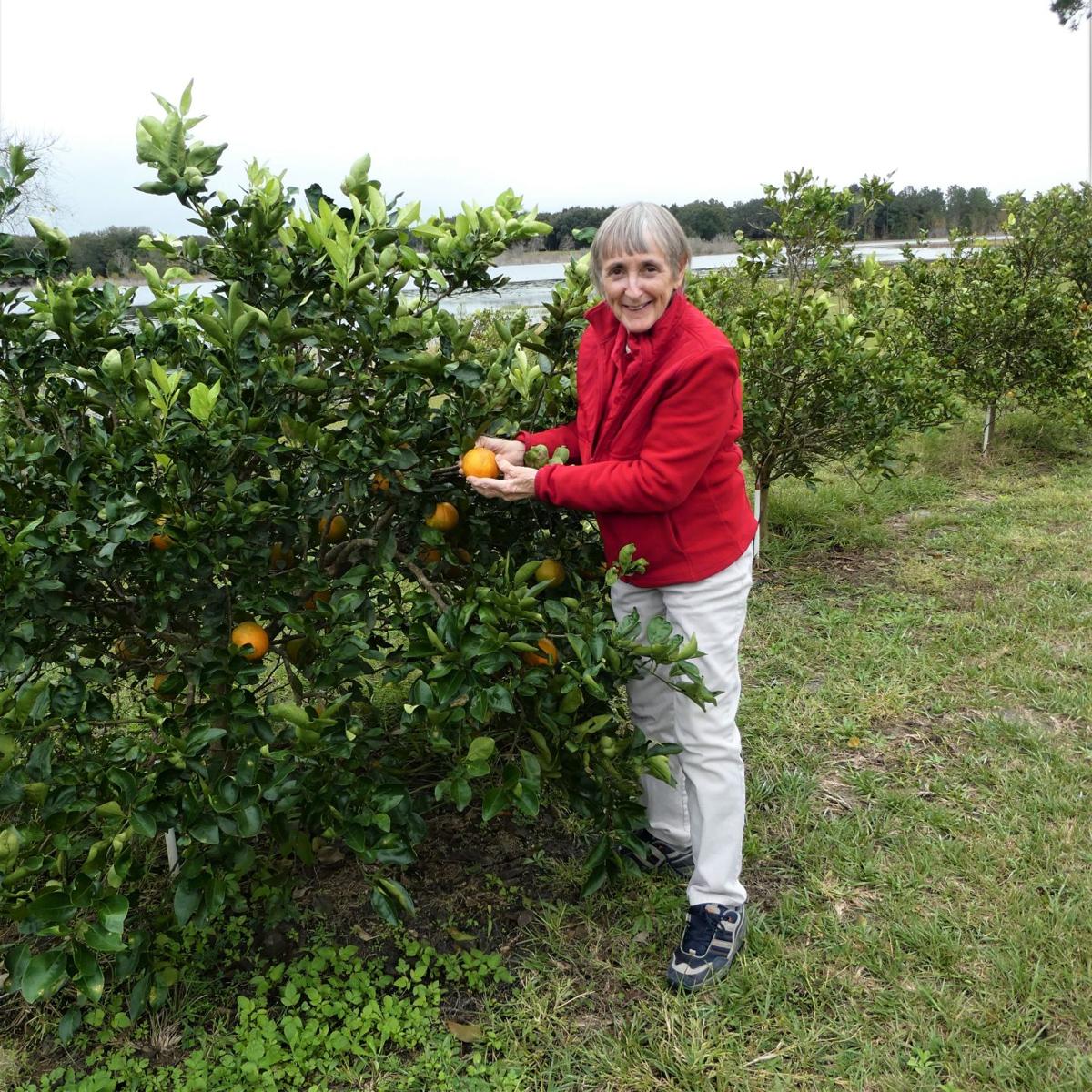 Cold Hardy Citrus Trees For Central Florida Real Estate