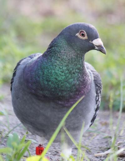 Missing A Pigeon Local News Chronicleonline Com